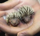 BabyPorcupines.jpg