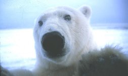 Polar Bear 014.jpg