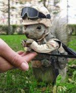 combat squirrel.jpg