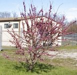 20040328.redbud.3.jpg