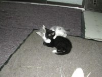 KittenaRanger 002 (Small).jpg