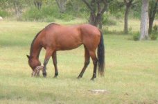 fawn & horse.JPG