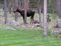 P8050008  baby moose.JPG