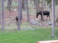 P8050043 baby moose.JPG