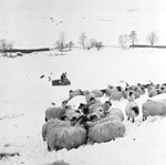 sheep sno tric.jpg