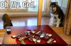 funny-dog-pictures-dog-is-excited-by-chocolate.jpg