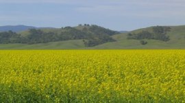 Mustard field.jpg