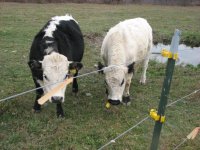 cows and school kids 016.jpg