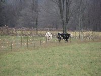 cows and school kids 012.jpg