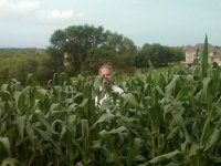 Corn 07-05-2010.jpg