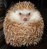 hedgehog.jpg