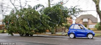 Big tree, little car.jpg