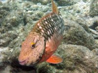 Stoplight Parrotfish.jpg