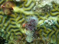 Brain Coral.jpg