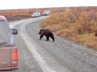 Bear in the road.jpg