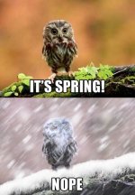 ItsSpringNope.jpg