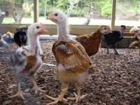 chickens#2 018.jpg