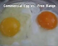 egg difference.jpg