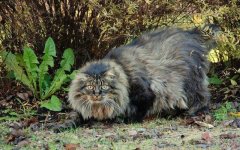 NorwegianForestCat.jpg