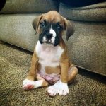 Cute Boxer.jpg