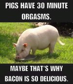 #######Pigs Orgasm.jpg