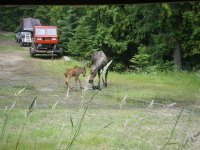 Smart moose on a hot muggy day.jpg