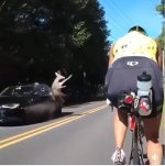 DeerHitByCar1.JPG