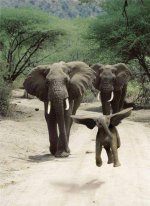 ElephantsDumboInTraining.jpg