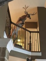 DeerTaxidermy.jpg