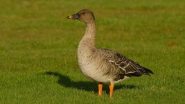 Bean-Goose-sp.jpg