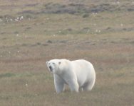 Polar bear before getting darted.jpg