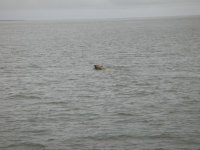 Polar bear swiming.jpg