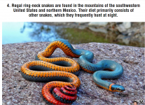 RegalRingNeckSnake.PNG