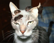 cat-with-mice-on-head-300x241.png