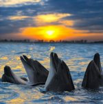 eyecandy139dolphins.jpg