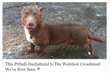 PittbullDachshundMix.PNG