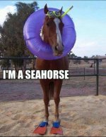 Seahorse.jpg