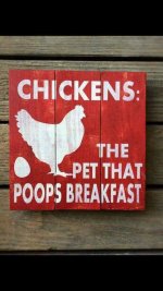 ChickensThePetThatPoopsBreakfast.jpg