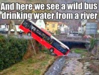 WildBus.jpg