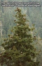 EagleChristmasTree.jpg