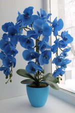 BlueOrchid.jpg