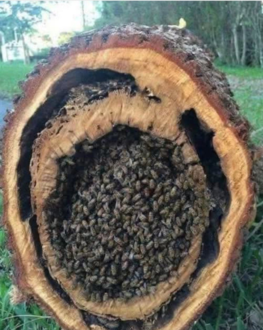 HoneyBees.jpg