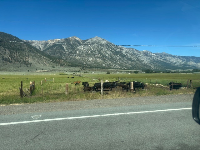 IMG_3318.jpeg