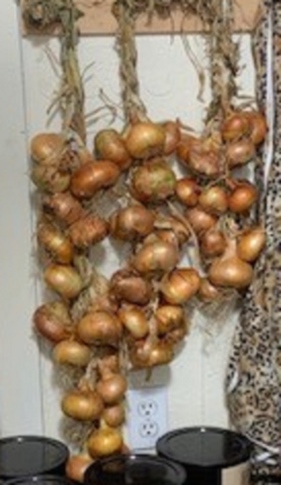 onions hanging.jpg