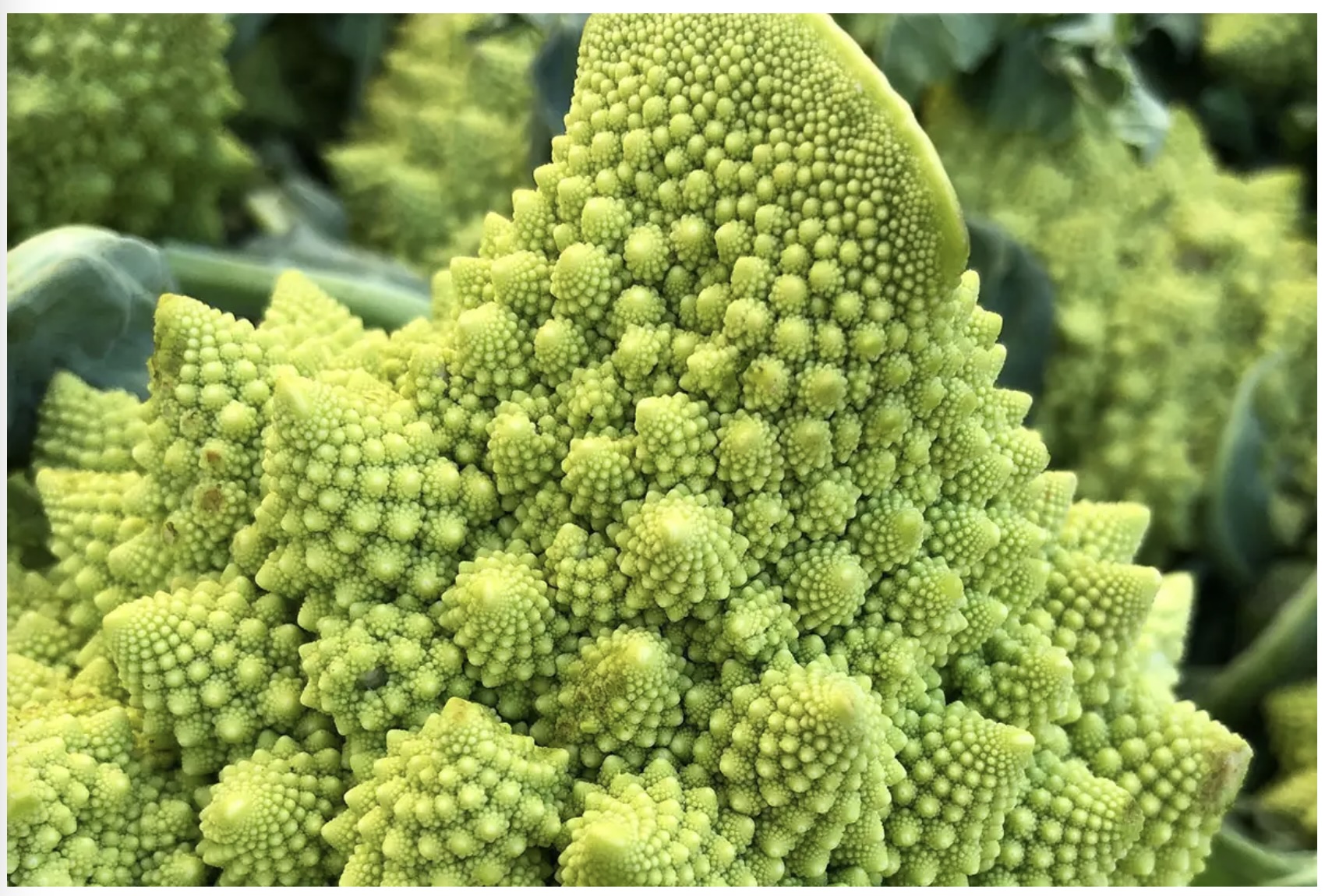 romanesco.jpg