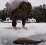 Eagle 2 20190319_221902.jpg