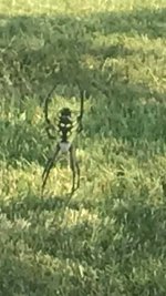 GardenSpider2.jpg