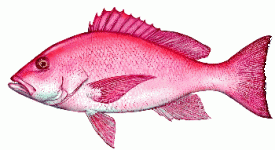 redsnapper.gif