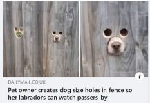 Pets27.JPG