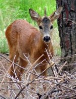 uni-deer.jpg